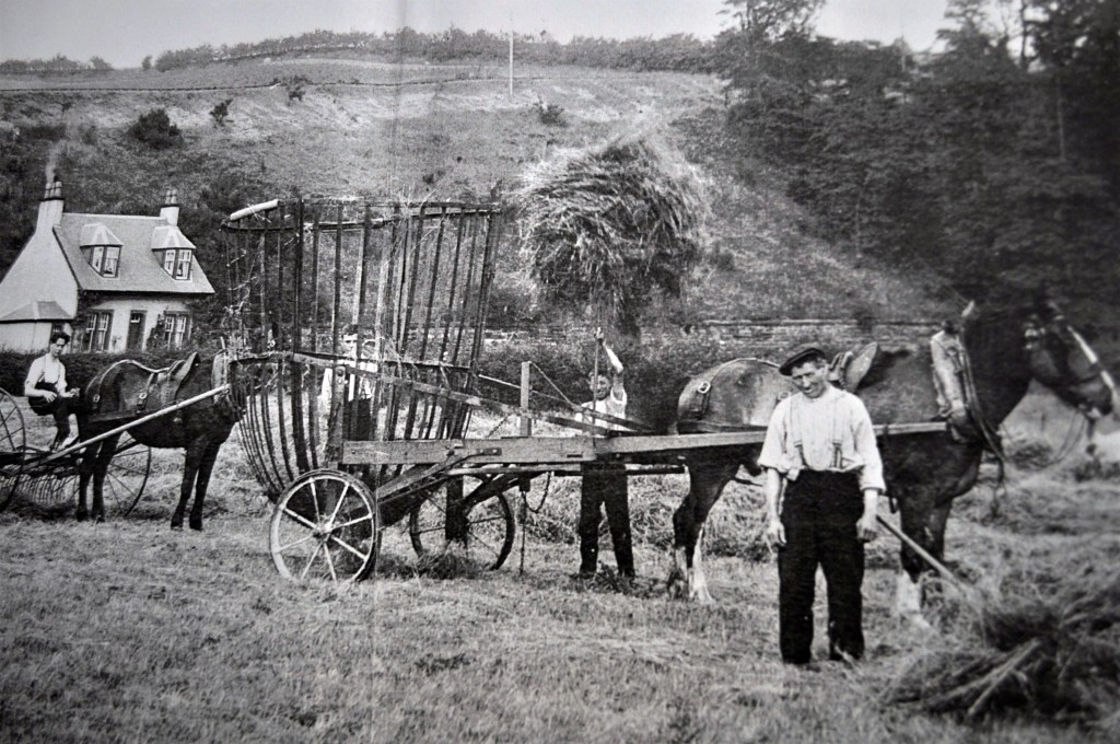 Hay Making. Date unknown.