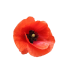 War_Poppy-removebg-preview